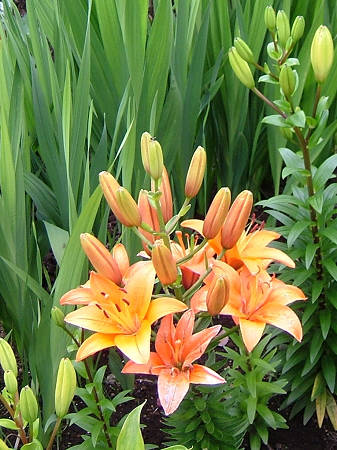 Copyright(c)2000$B!A(B Candybox All Rights Reserved